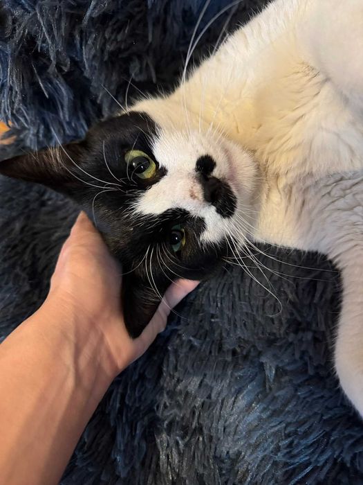 Лъки – търси дом