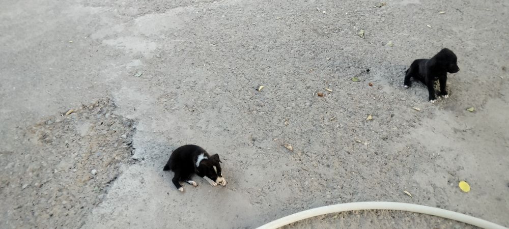 Отдам бесплатно в добрые руки