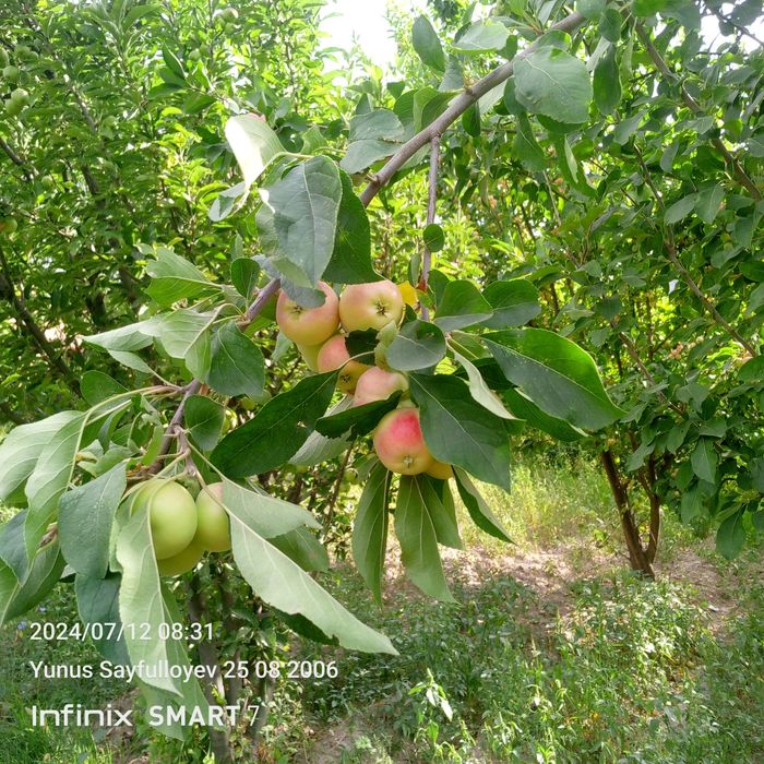 Olma sotiladi. Kelishkan narxda