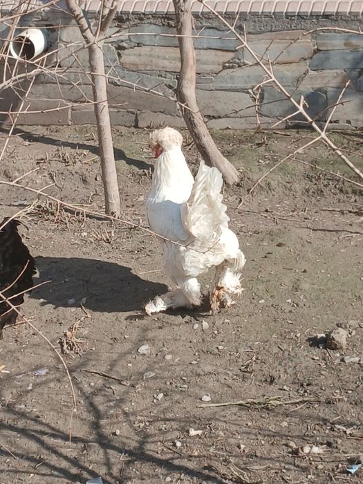 Брамма кокиллик соглом тавук