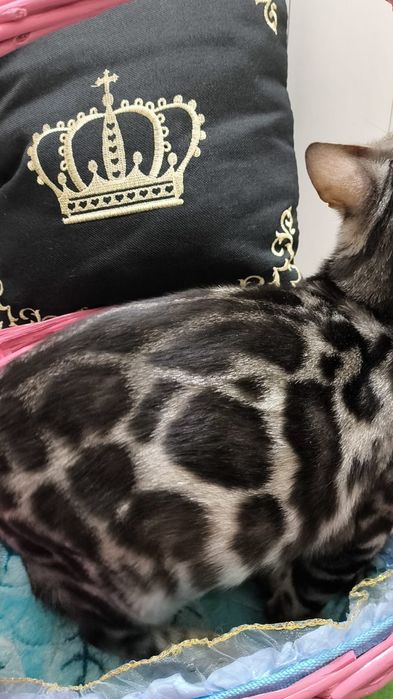 МИНИ- БАРСЫ- ! Бенгальские - Серебро! Silver