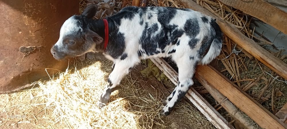 Ona-bola sigir sotildi