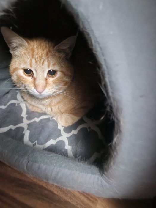 Adoptie pisic si pisica