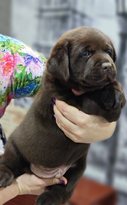 Щенки лабрадор ретривера