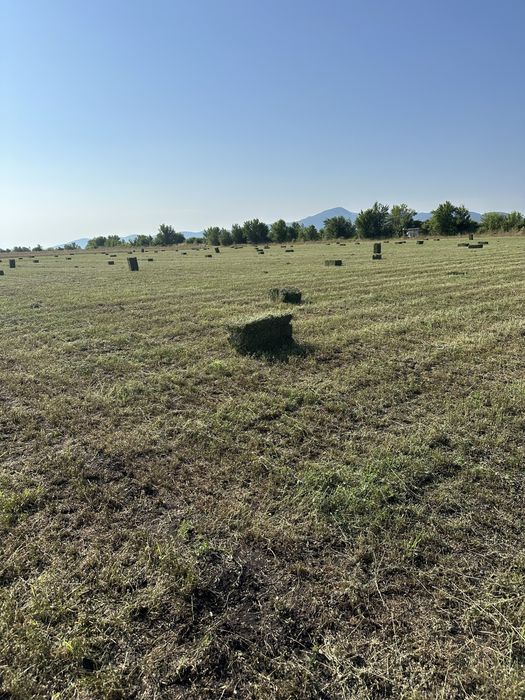 Малки бали чиста люцерна.