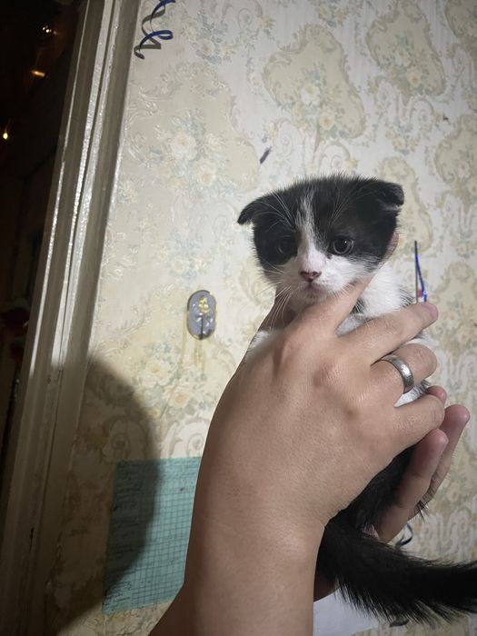 Продается котята