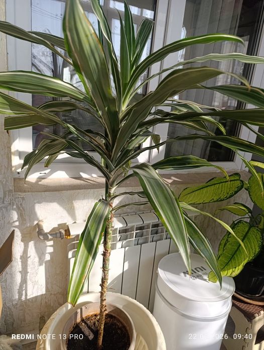 Комнатные  цветы