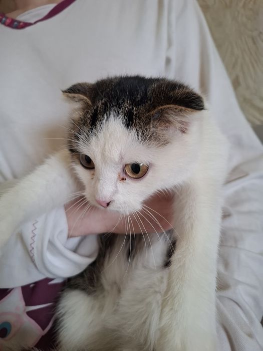 Нашли кошку в районе Емшан