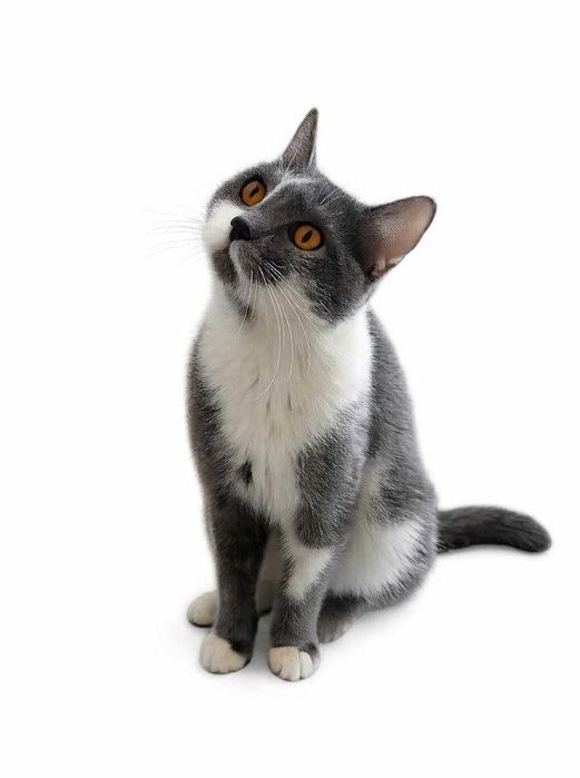 Ласковый котик ищет дом