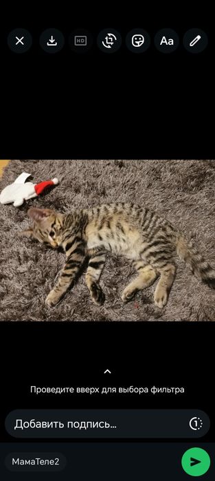 Домашная Котенок продаю
