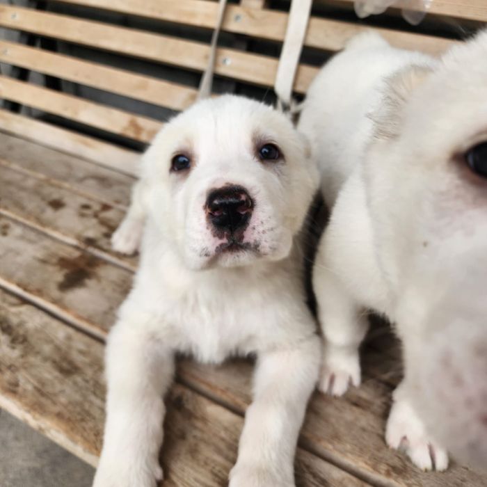 щенки алабая. белые.