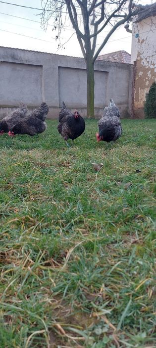 Oua australorp negru și albastru