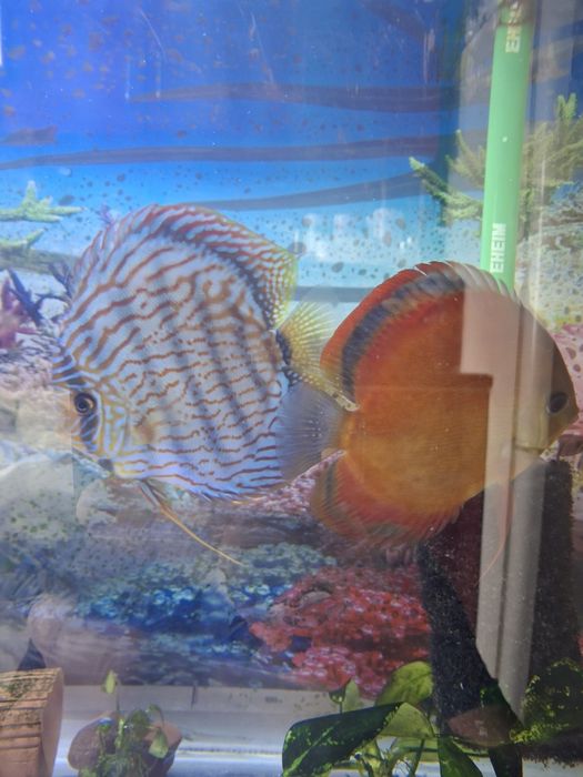 Продается дискус Ред ковер самка