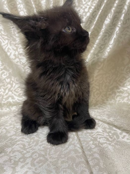 Продаются котята Мейн кун