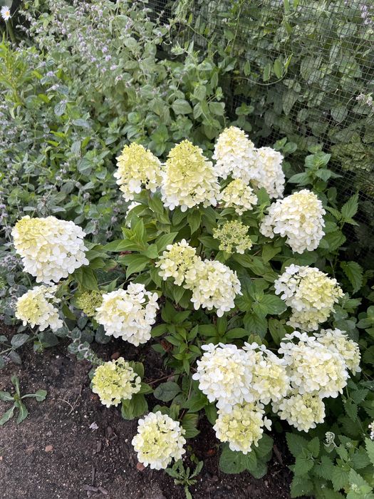 Продается ухоженная дача