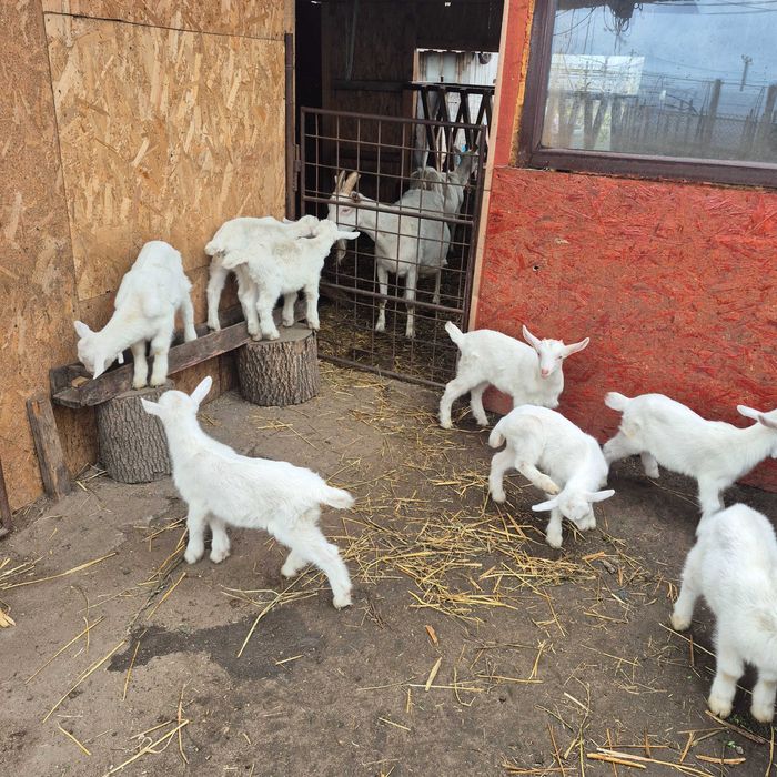 Iezi rasa Sannen de vânzare