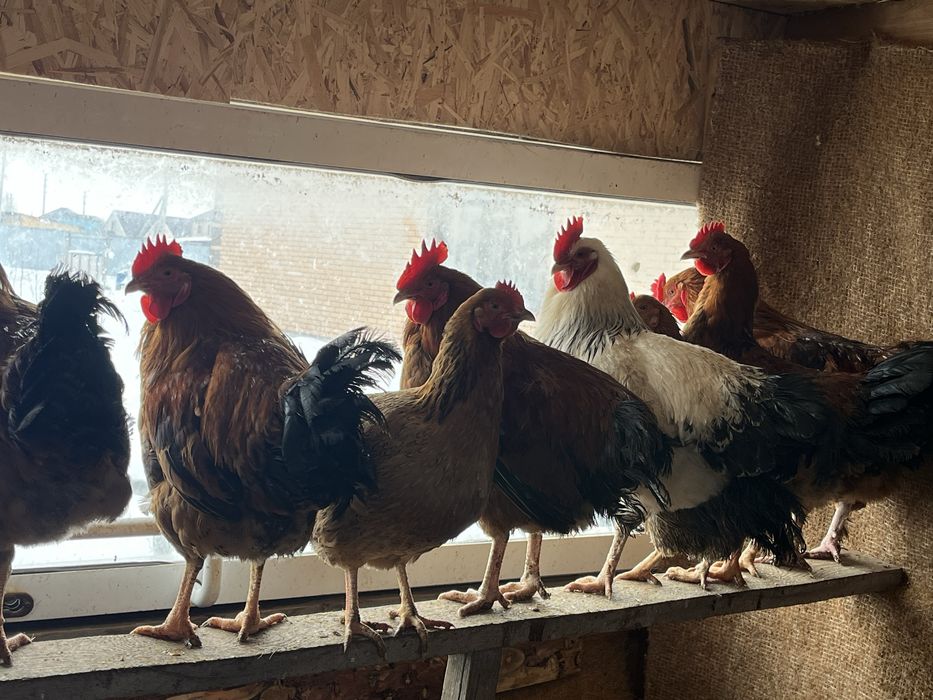 Продам домашних петухов