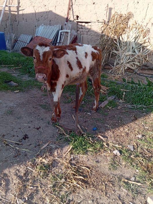 4 ta sigir 1 buqacha 1 buzoq sotiladi