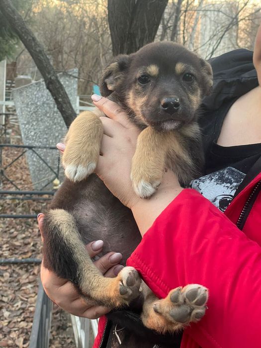 Щеночки-звоночки .