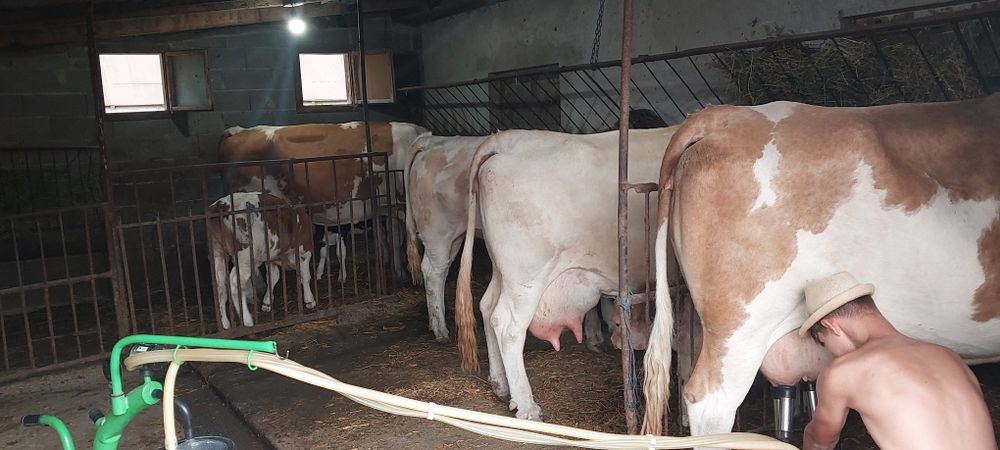 Vaca BR. fătată recent