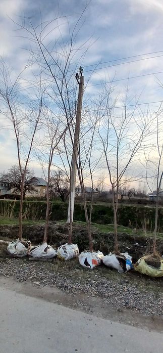 Саженцы Карагач все сорт