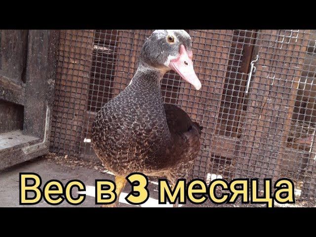 Индоутка 3 айлық