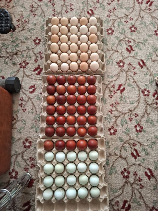 Ouă pentru incubat La Bresse