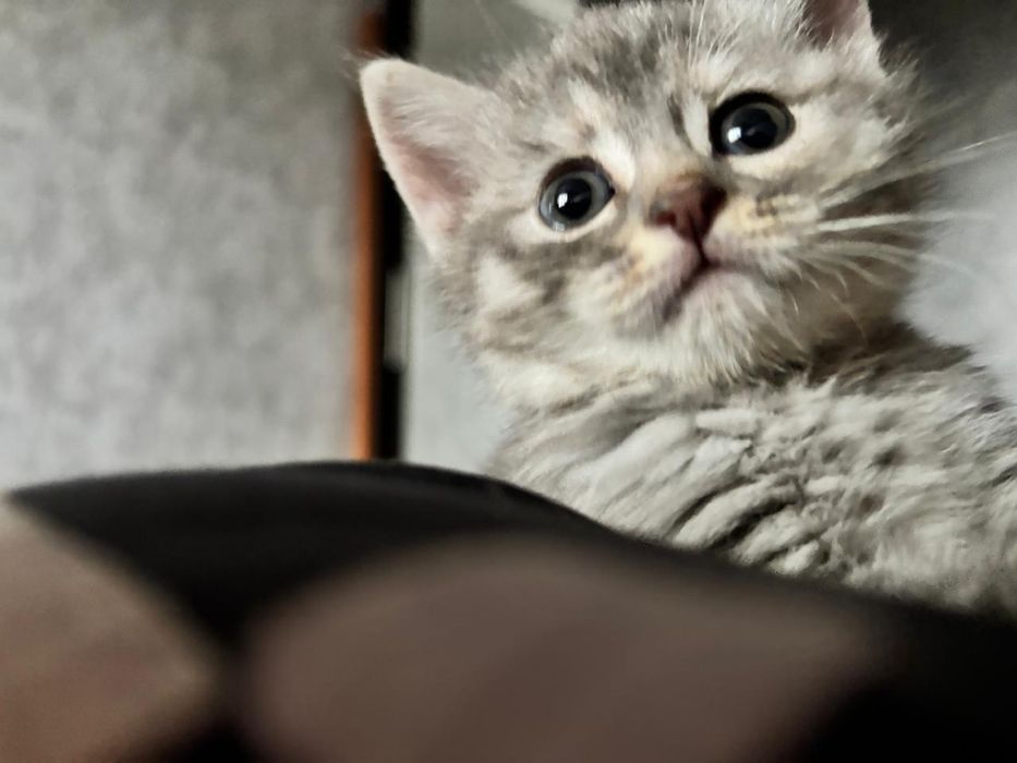 Котейка ищет дом