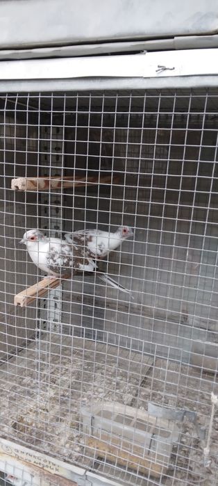 Диамантени гугутки