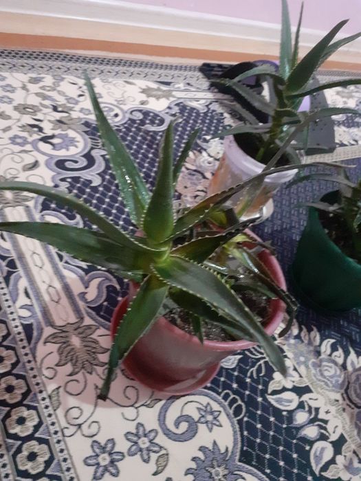 Алоэ                             .