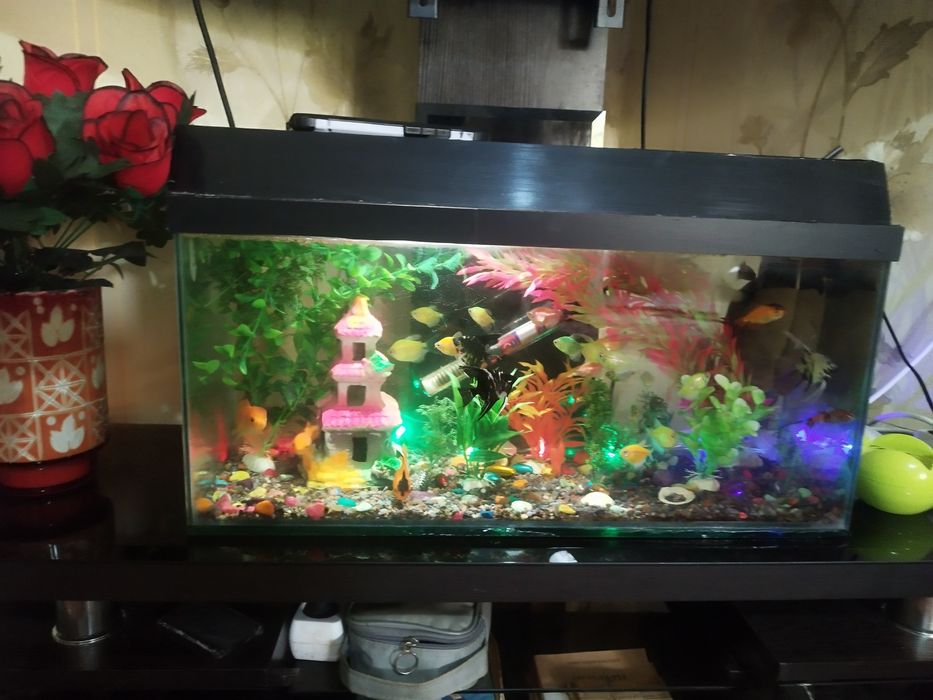 Аквариум 30 балики хар хил турли срочно Сотилади