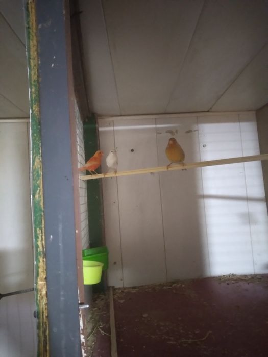 Канарека сотилади таёр мода