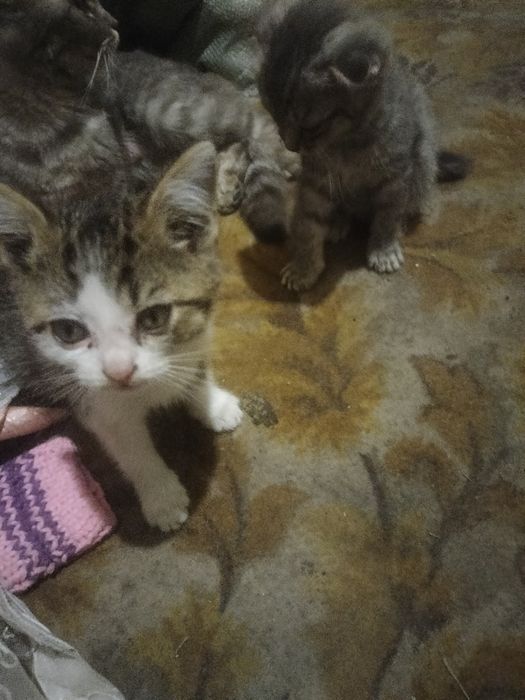 Котята бесплатно