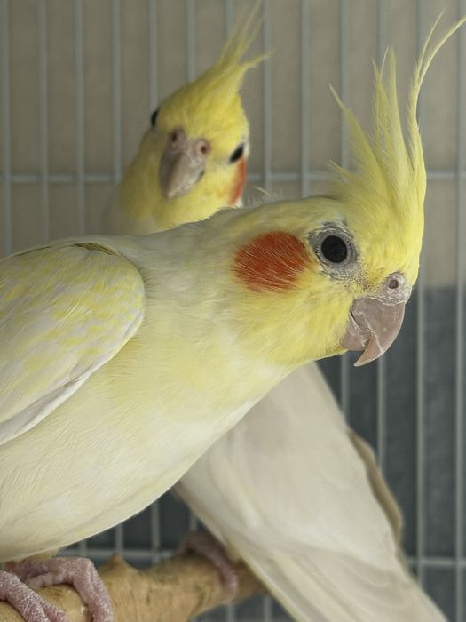 Кареллы пара.