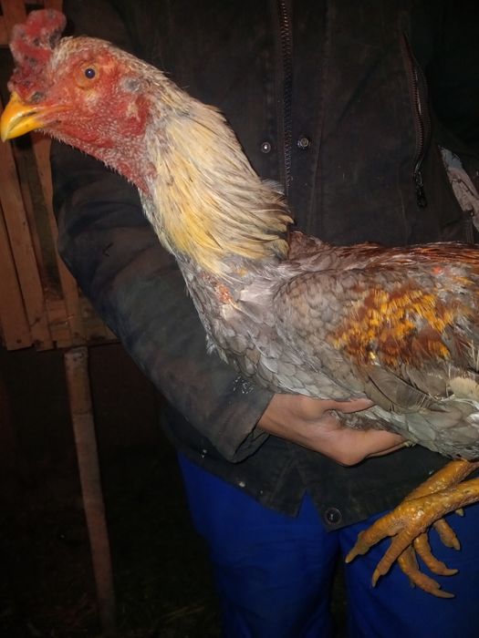 Продам да кана 1.5 года