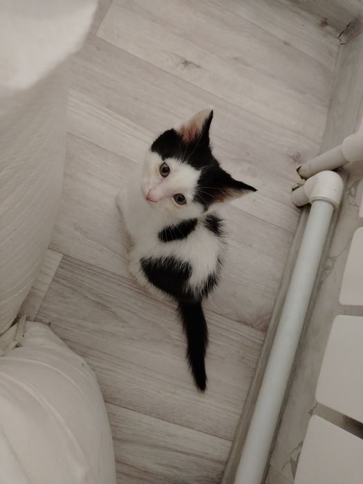 Отдам котят  в добрые руки