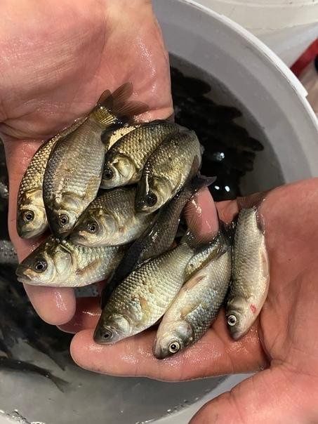 Живец Карась Круглосуточно