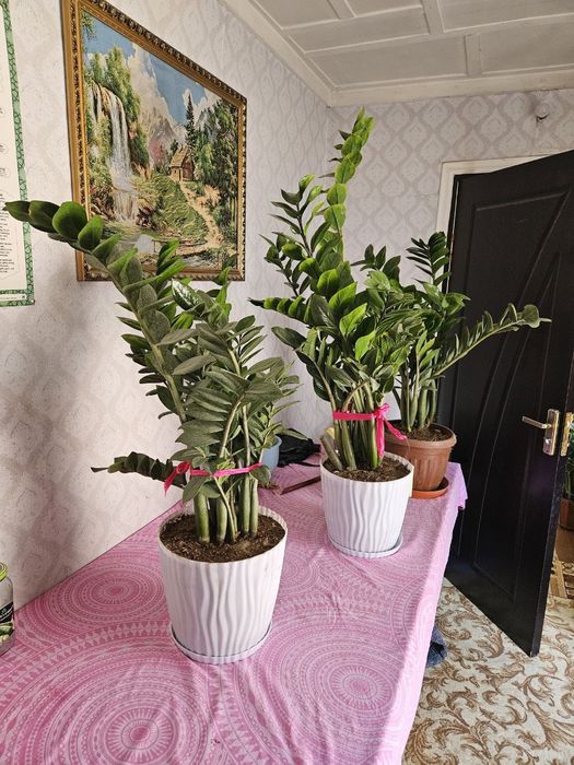 Домашний и офисный цветы Замиокалькус Долларовое дерево