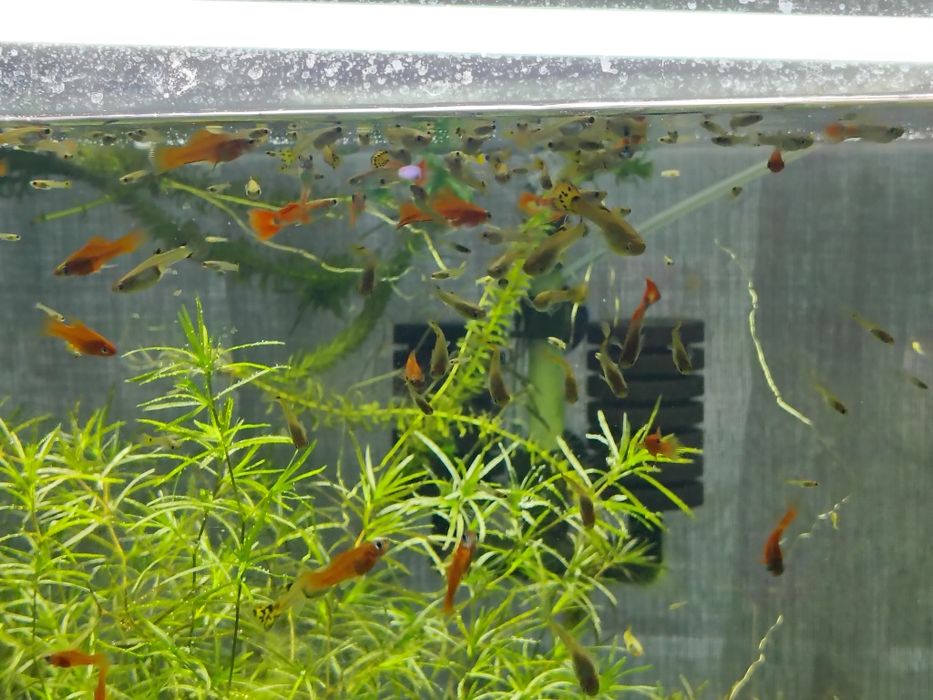 Ederia densa și iarba de guppy plante pentru acvari pești de acvariu tropicalii