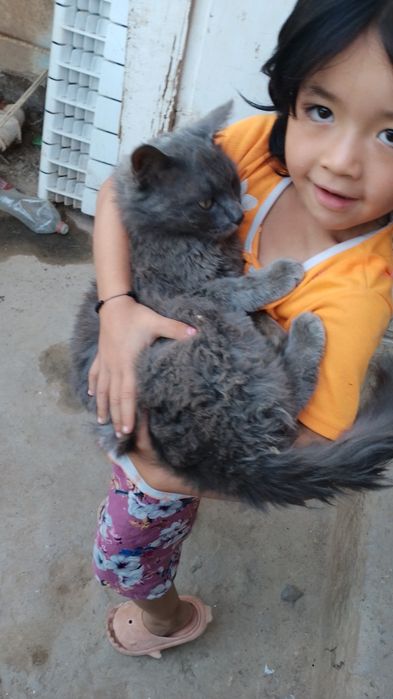 Mushuk  sotiladi rangi kulrang tusga ega bu