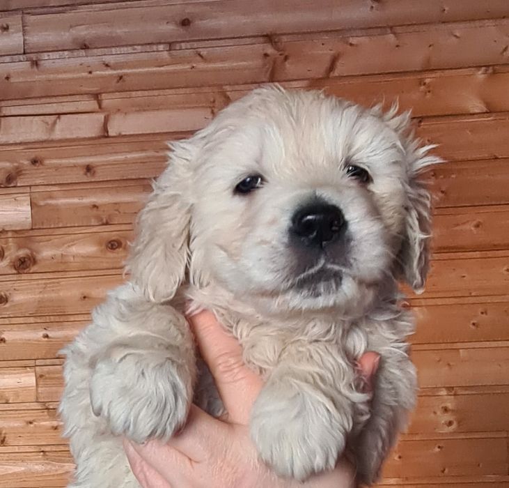 Golden Retriever canisa campioni pedigree