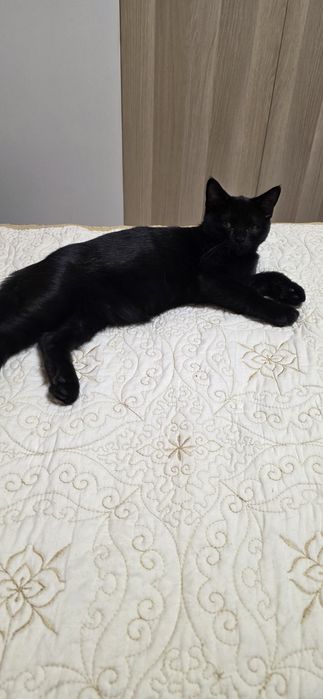 British shorthair