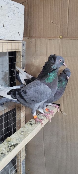 Продам голубей..