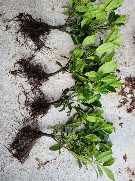 Laur englezesc 30-40 cm - foarte ramificat