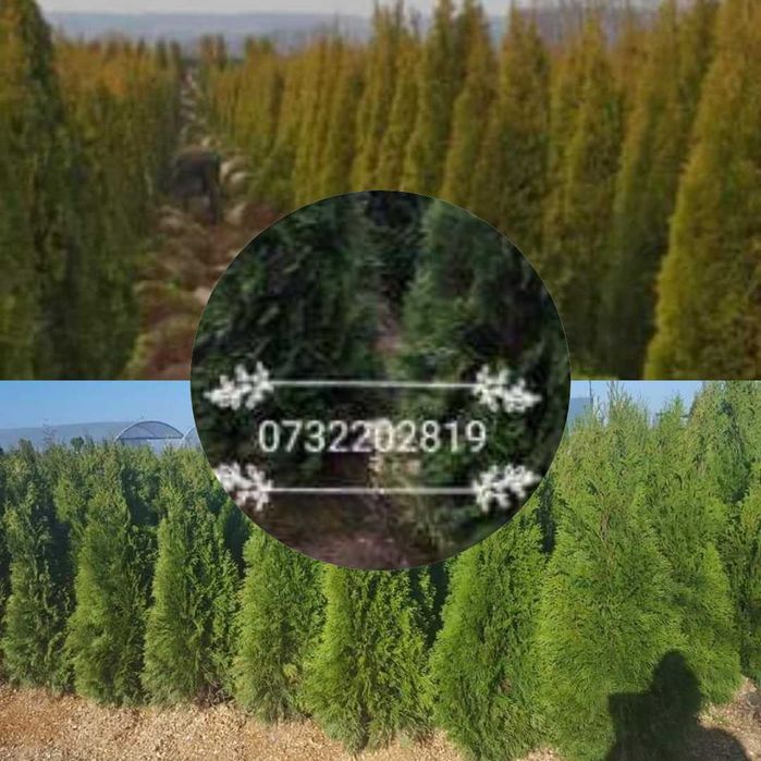 Vând tuia, brazi, mesteacăn, tei, platan, palmieri