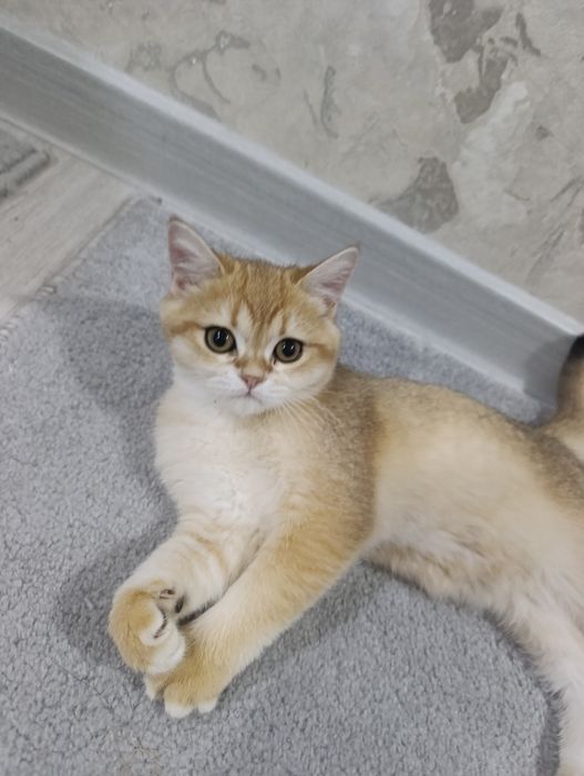 Кошка GOLDEN ШИНШИЛА продаётся хорошим людям