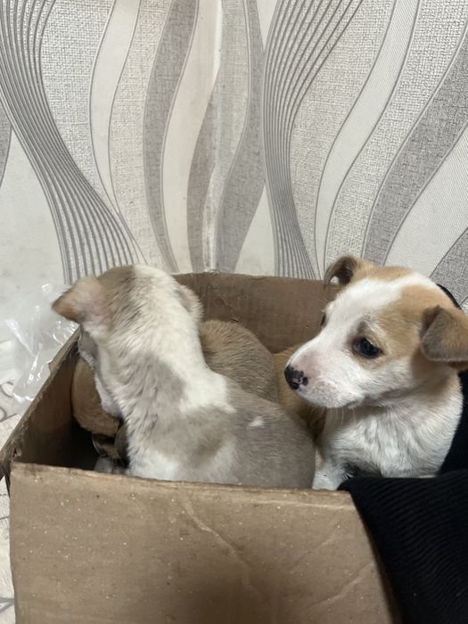 ЩЕНКИИИ!!! Нашли на улице