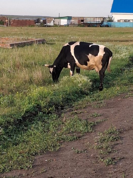 Продам две коровы ц