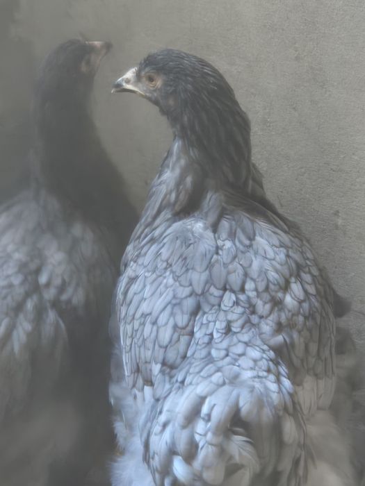 Петух и Куры брама чёрный алмаз и голубой брама семейка