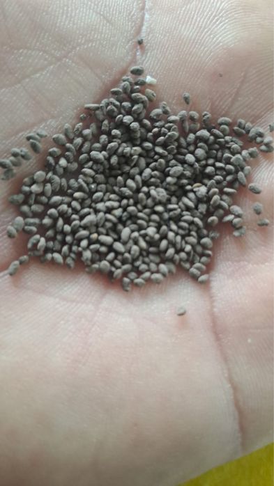 сорт Багира Дрожевой 97 % свхожесть